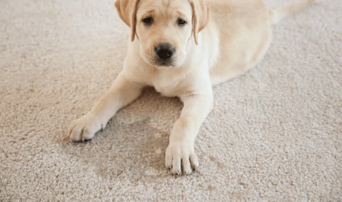 Carpet Care for Pet Owner - Carpet urine Puppy