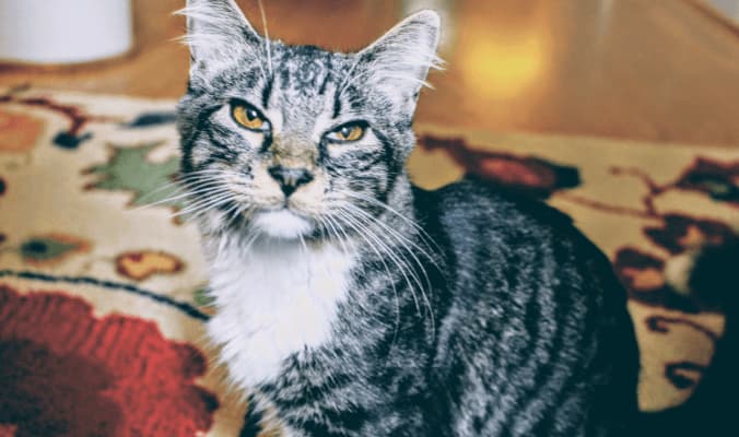 Electrodry Carpet Care for Pet Owners - Colour and Patter choice