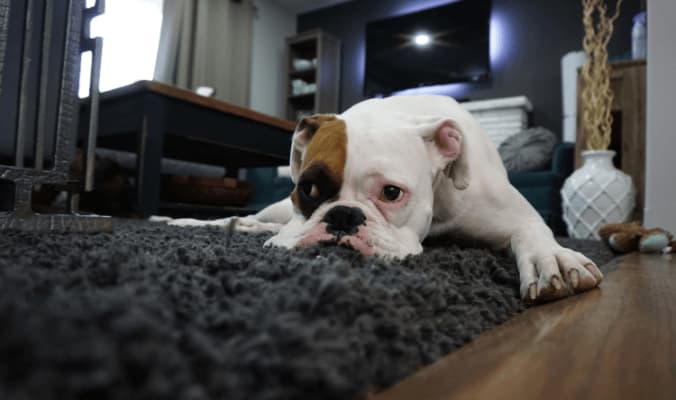 Carpet Care for pet Owners - The Carpet Pile