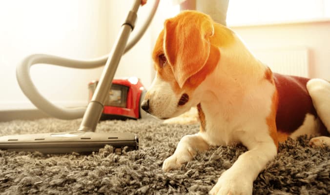 Electrodry Carpet Care for Pet Owner
