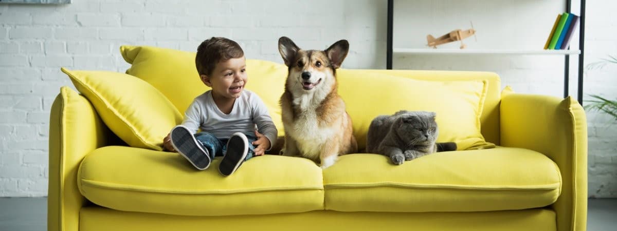 How to Remove Urine Smell from Your Couch