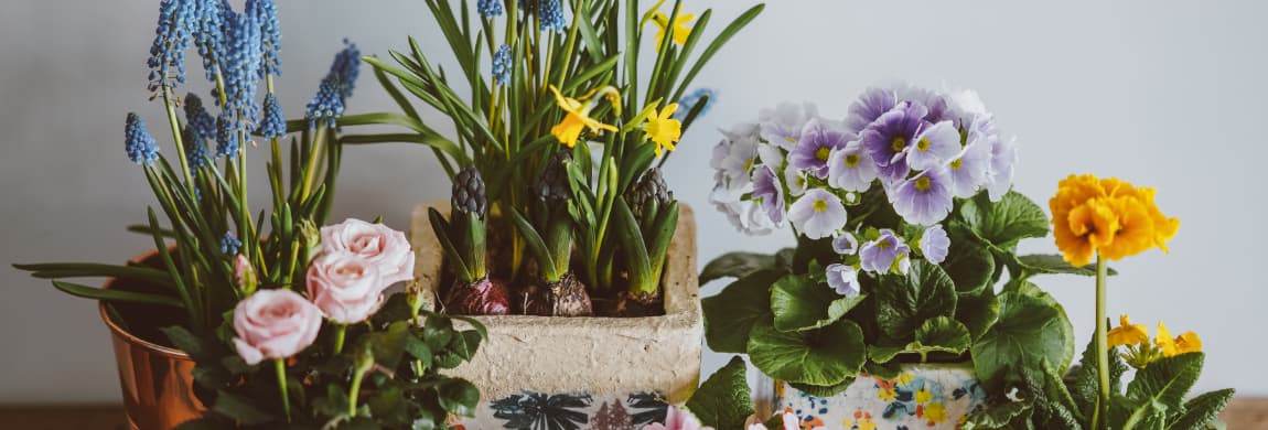 Electrodry The Best Indoor Air Purifying Plants