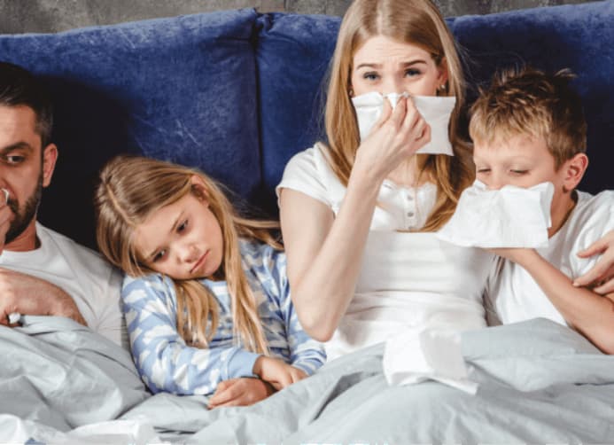 Electrodry The Best Indoor Air Purifying Plants