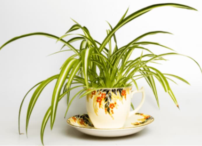 Electrodry The Best Indoor Air Purifying Plants