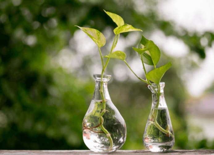 Electrodry The Best Indoor Air Purifying Plants