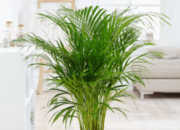 Electrodry The Best Indoor Air Purifying Plants