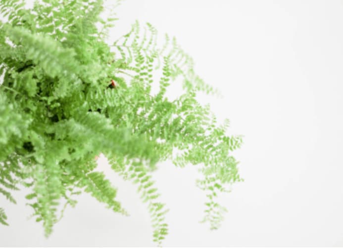 Electrodry The Best Indoor Air Purifying Plants