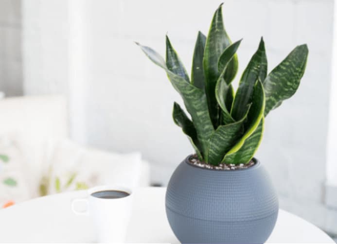 Electrodry The Best Indoor Air Purifying Plants