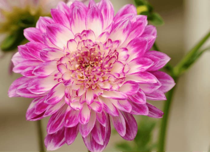 Electrodry The Best Indoor Air Purifying Plants