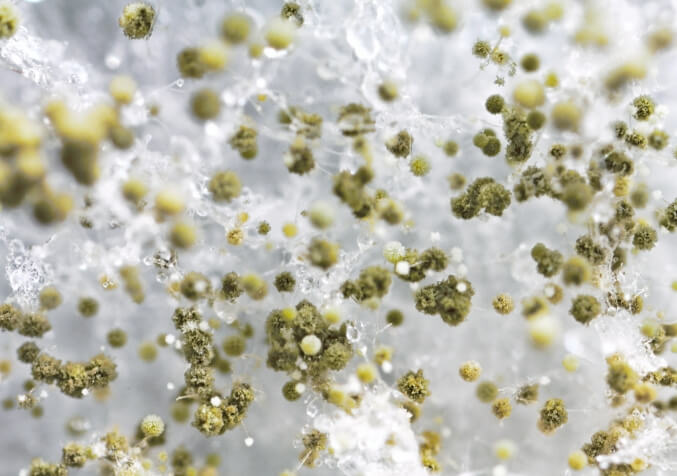 Macro shot of Mould Spores