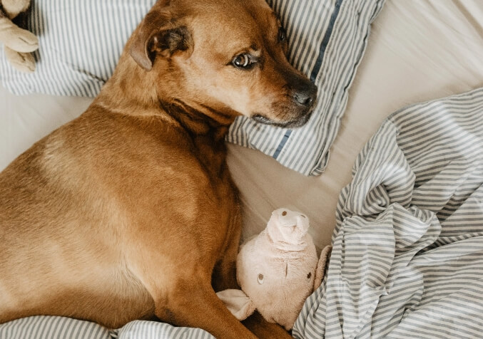 Brown Puppy laying on Bed