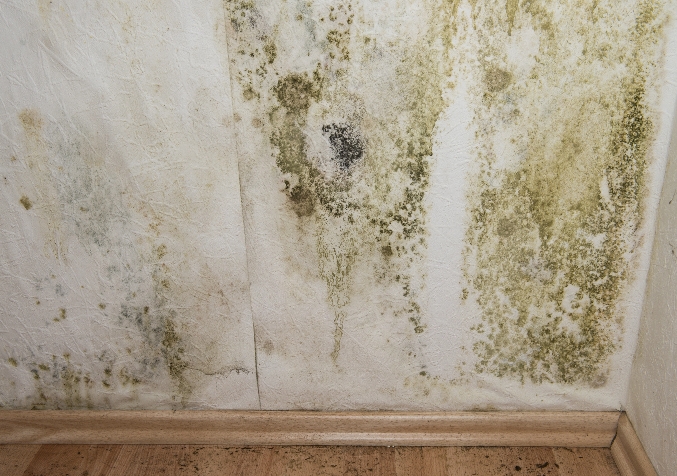 Mouldy Wall