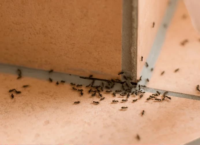 Electrodry 7 Indoor Plants that Repel Insects