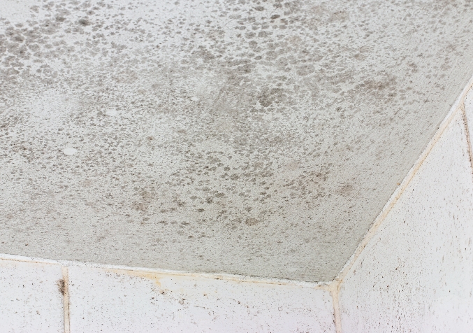 Moldy Ceiling Corner