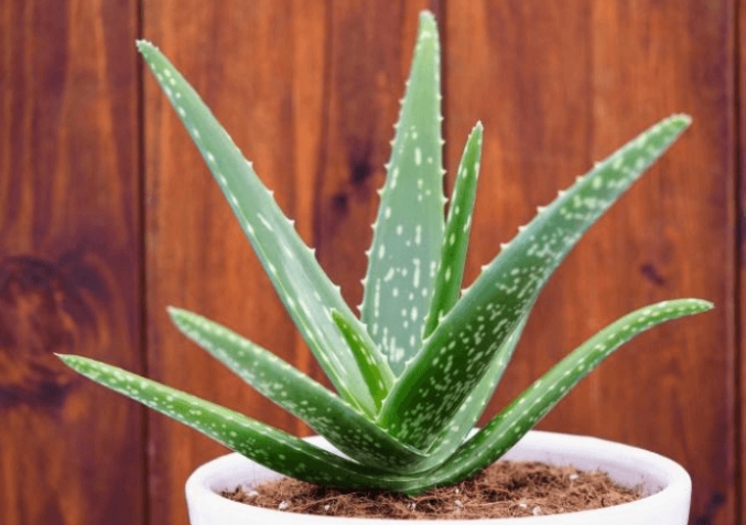 Aloe Vera Plant in White Pot