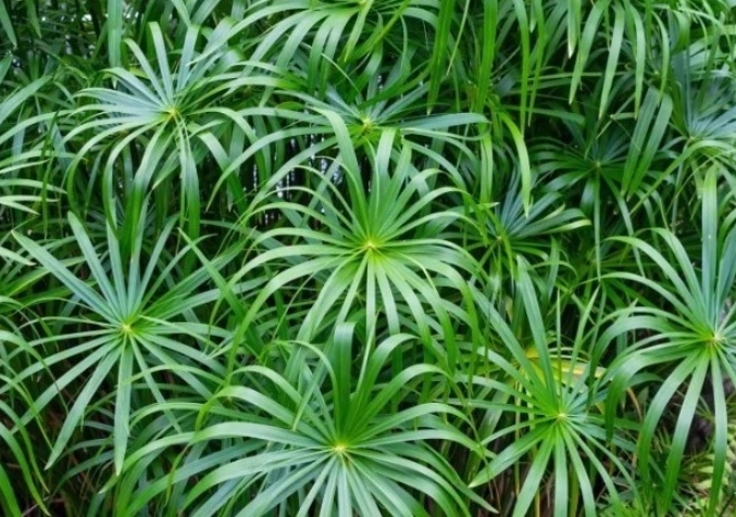 Abundant View of Umbrella Plants
