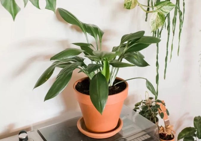 Cast Iron Plant Placed in a clay pot on top of glass container