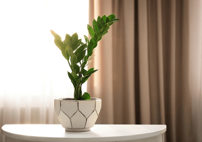 ZZ Plant Placed in a geometric pot inside a room with curtains