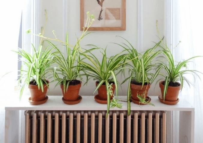 a row of spider plants placed in clay pots
