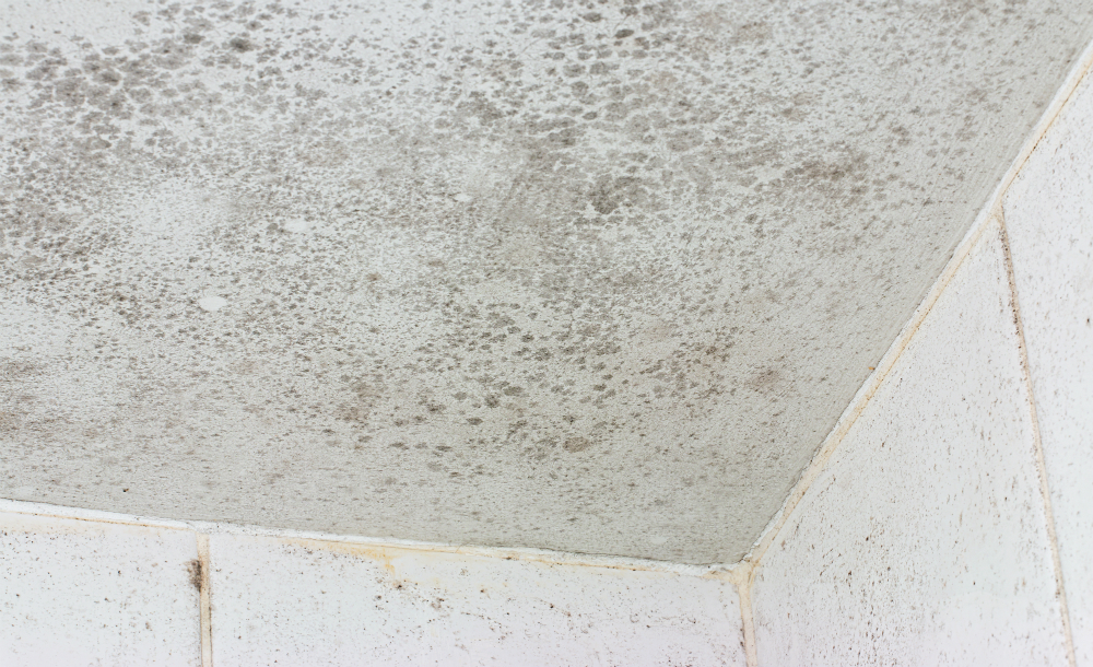 How To Deal With Mould