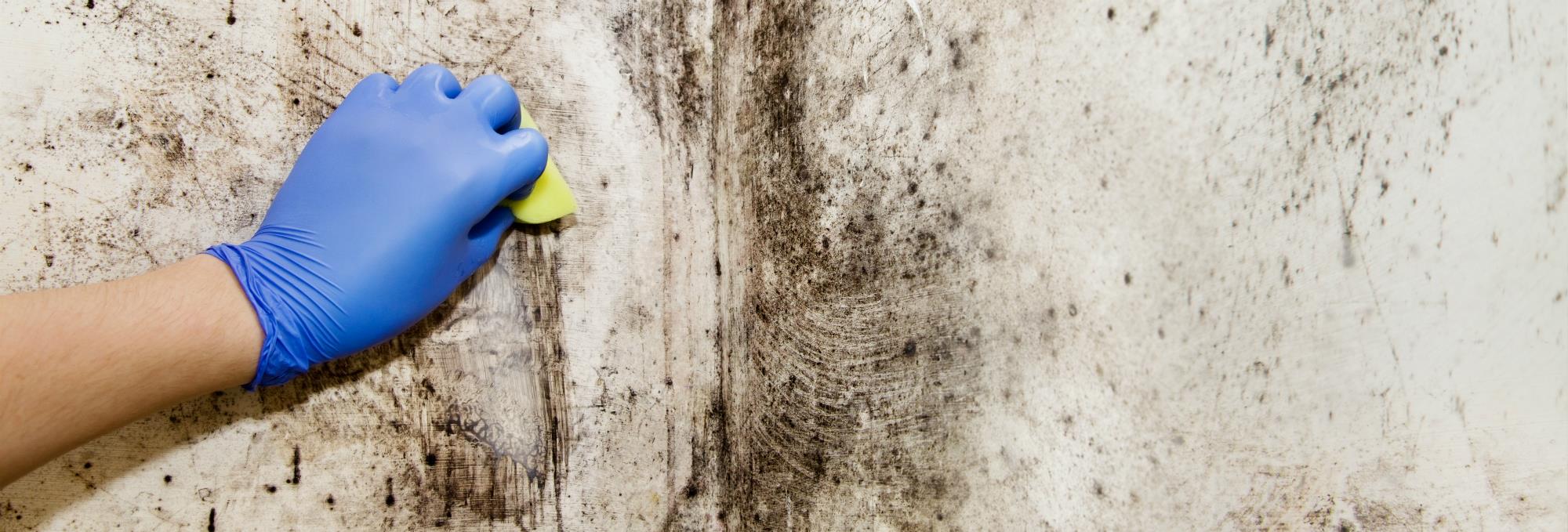 The Fast and Effective way to Treat Mould