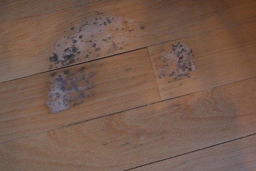 mould on wood floor