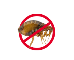 Electrodry End of Lease Flea Treatment