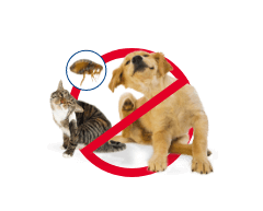 Electrodry Flea Treatment