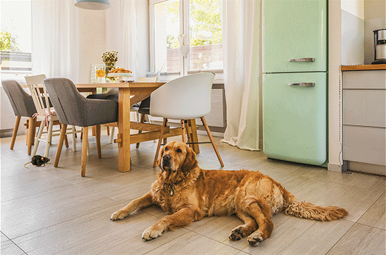 Electrodry Pest Control Services Taree