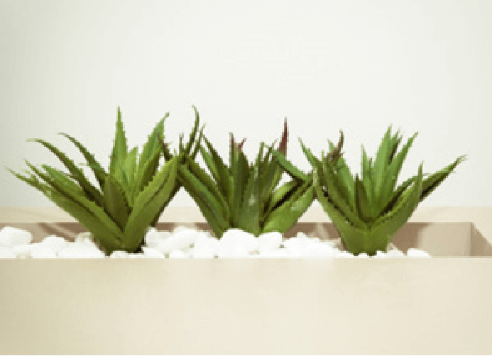 Electrodry The Best Indoor Air Purifying Plants