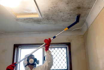 Mould Cleaning and Remediation