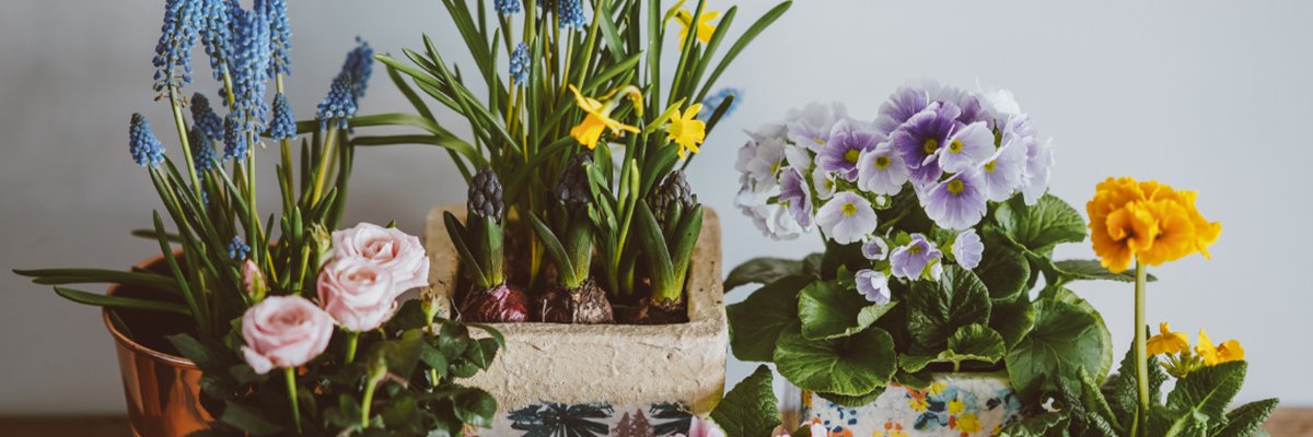 7 Indoor Plants that Repel Insects