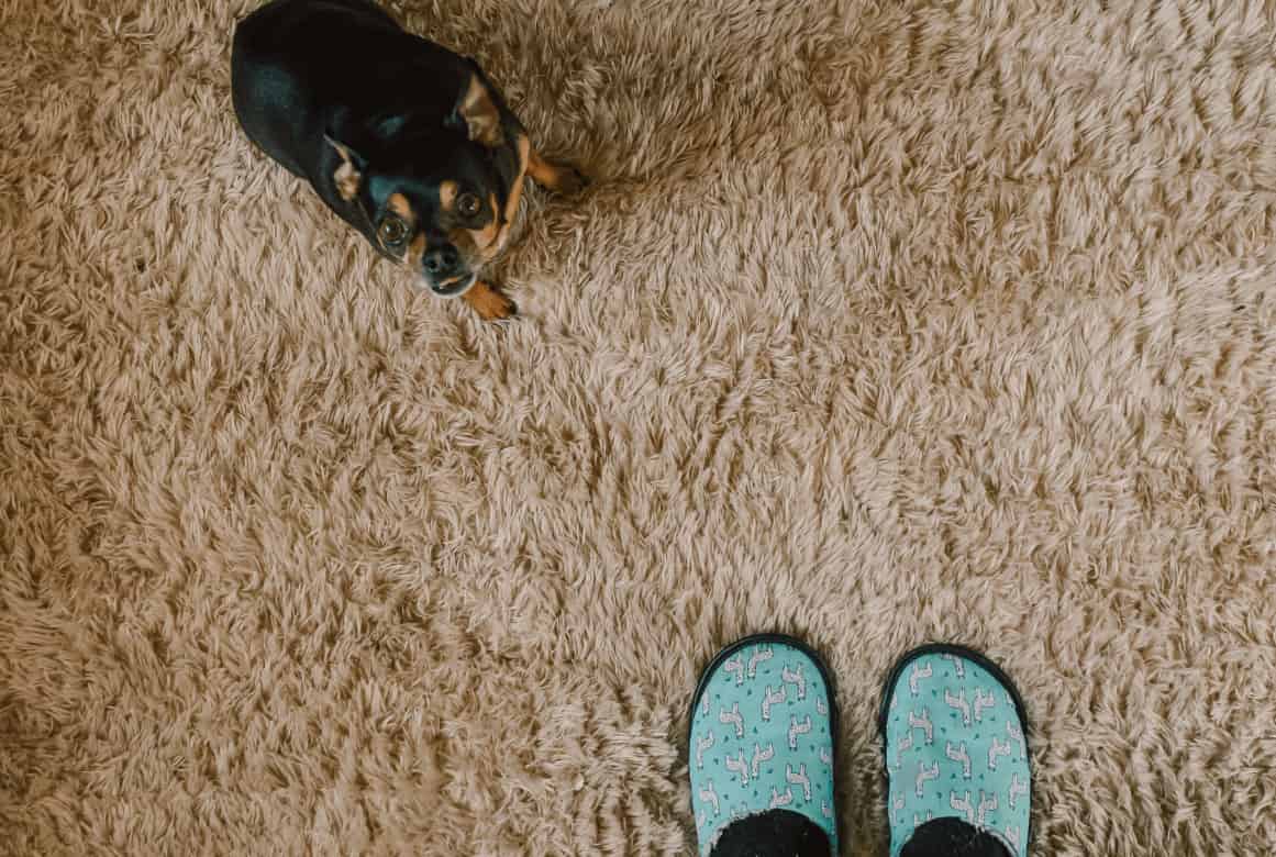 Carpet Care for Pet Owners